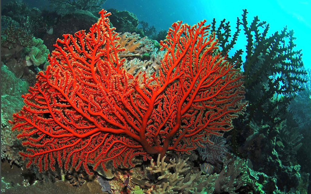 corallo rosso- photo web